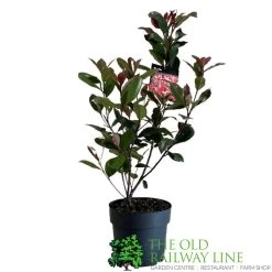 Photinia Fraseri 'Carré Rouge' 2Ltr Pot (NL) 7 Photinia Fraseri 'Carré Rouge' 2Ltr Pot (NL) -Garden Care Sale 0000000398517