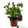 Skimmia Japonica 'Temptation' 2Ltr Pot (NL) -Garden Care Sale 0000000398528