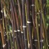 Fargesia Nitida 'Black Pearl' Bamboo 7.5Ltr Pot -Garden Care Sale 0000000415237 c0054745 b8d7 4e34 9b62 e2b510df509a
