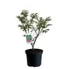 Euonymus Alatus 'Compactus' Plant 4Ltr Pot (NL) 2 Euonymus Alatus 'Compactus' Plant 4Ltr Pot (NL) -Garden Care Sale 00000275