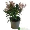 Skimmia Japonica 'Rubella' 1.5Ltr Pot (NL) -Garden Care Sale 00000285 0f9f7f00 aa7d 418d 9236 144eecfc850f