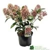 Skimmia Japonica 'Rubella' 3Ltr Pot (NL) 1 Skimmia Japonica 'Rubella' 3Ltr Pot (NL) -Garden Care Sale 00000286