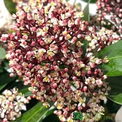 Skimmia Japonica 'Rubella' 3Ltr Pot (NL) -Garden Care Sale 00000286 2 1