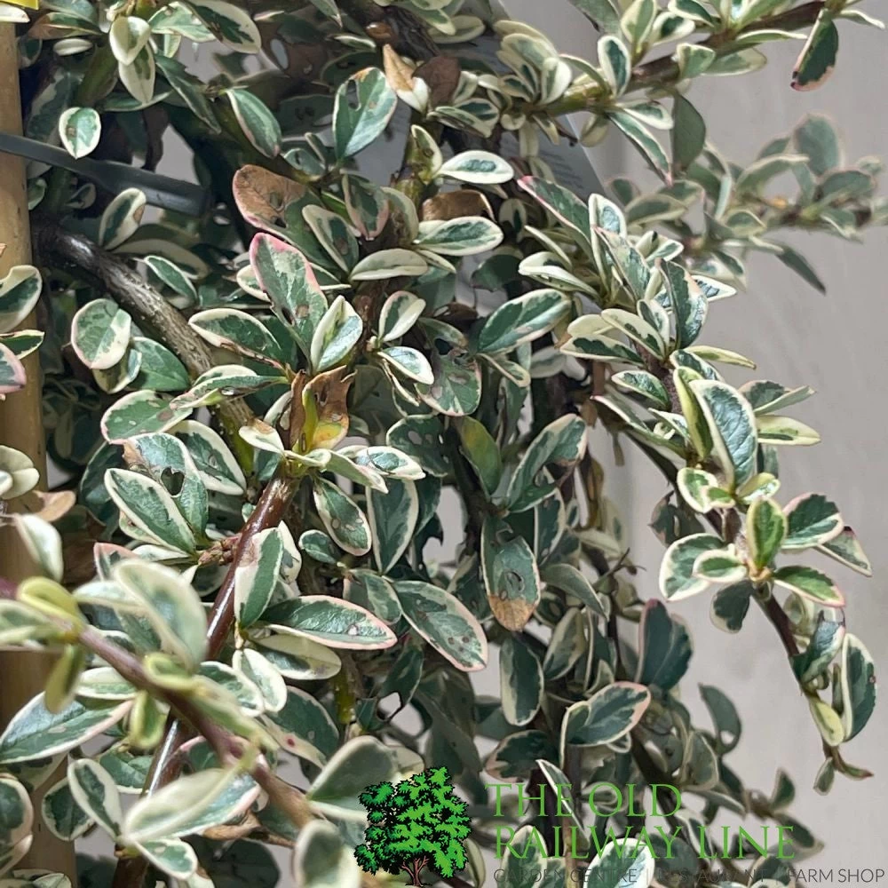 Cotoneaster 'Juliette' 80cm Tall (NL) 4 Cotoneaster 'Juliette' 80cm Tall (NL) - Image 2