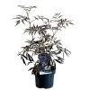 Sambucus Nigra 'Black Lace' Plant 3 Ltr Pot 2 Sambucus Nigra 'Black Lace' Plant 3 Ltr Pot -Garden Care Sale 00000629 8b8a232f 6c5b 4895 a1af 2c59937f44cf