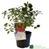 Cornus 'Midwinter Fire' Plant 3Ltr Pot (NL) -Garden Care Sale 00001162