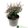 Pieris 'Bonfire' Plant 2Ltr Pot 1 Pieris 'Bonfire' Plant 2Ltr Pot -Garden Care Sale 00001641
