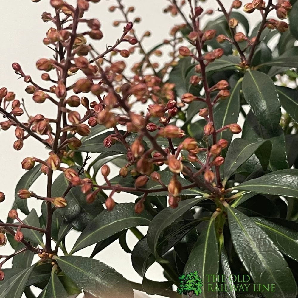 Pieris 'Bonfire' Plant 2Ltr Pot 4 Pieris 'Bonfire' Plant 2Ltr Pot - Image 2