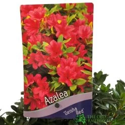 Azalea 'Geisha Red' Plant 3Ltr Pot (NL) 7 Azalea 'Geisha Red' Plant 3Ltr Pot (NL) -Garden Care Sale 00001652 2