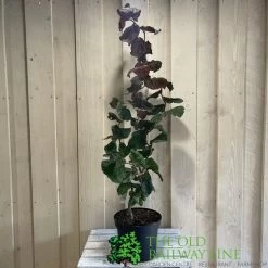 Corylus 'Red Majestic' Hazel Tree 70cm Tall (NL) 7 Corylus 'Red Majestic' Hazel Tree 70cm Tall (NL) -Garden Care Sale 00002653 2