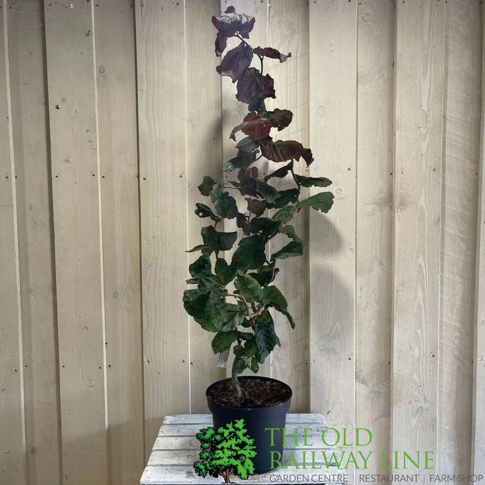 Corylus 'Red Majestic' Hazel Tree 70cm Tall (NL) 5 Corylus 'Red Majestic' Hazel Tree 70cm Tall (NL) - Image 3