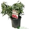 Pieris 'Forest Flame' 2Ltr Pot (NL) 1 Pieris 'Forest Flame' 2Ltr Pot (NL) -Garden Care Sale 00002656