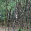 Phyllostachys 'Nigra' Bamboo 2m Tall (NL) -Garden Care Sale 00002659 3f58289f 6442 4c17 9d56 e1c1c39f4c38