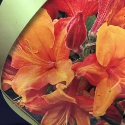 Azalea (Deciduous) 'Golden Eagle' 7.5Ltr Pot (NL) 8 Azalea (Deciduous) 'Golden Eagle' 7.5Ltr Pot (NL) -Garden Care Sale 00002759 2