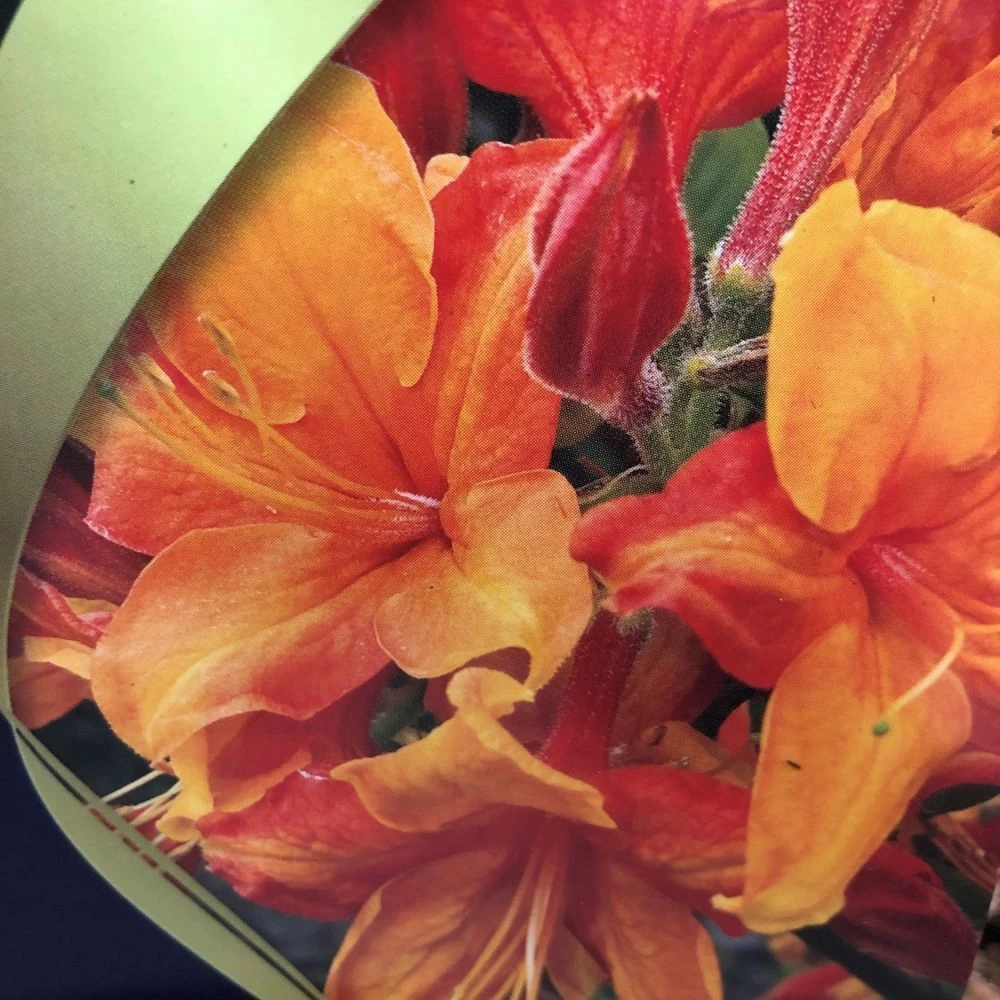 Azalea (Deciduous) 'Golden Eagle' 7.5Ltr Pot (NL) 5 Azalea (Deciduous) 'Golden Eagle' 7.5Ltr Pot (NL) - Image 3