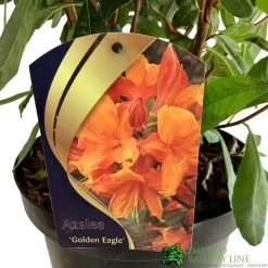 Azalea (Deciduous) 'Golden Eagle' 7.5Ltr Pot (NL) 9 Azalea (Deciduous) 'Golden Eagle' 7.5Ltr Pot (NL) -Garden Care Sale 00002759