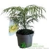 Mahonia 'Soft Caress' 3Ltr Pot (NL) 2 Mahonia 'Soft Caress' 3Ltr Pot (NL) -Garden Care Sale 00003291