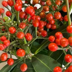 Skimmia Japonica 'Pabella' 1.5Ltr (NL) -Garden Care Sale 00003295 3 d383db05 9d89 41a3 9eae 8511a1953761