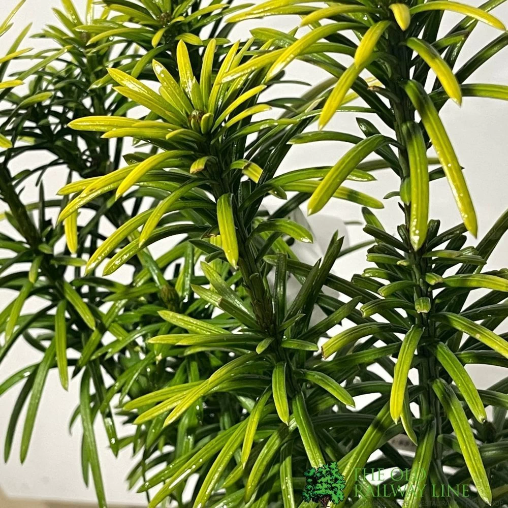 Cephalotaxus 'Korean Gold' Plum Yew Conifer 40cm Tall (NL) 4 Cephalotaxus 'Korean Gold' Plum Yew Conifer 40cm Tall (NL) - Image 2