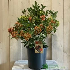 Skimmia Japonica 'Pabella' 4Ltr Pot (NL) -Garden Care Sale 00004158 2