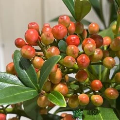 Skimmia Japonica 'Pabella' 4Ltr Pot (NL) -Garden Care Sale 00004158 3