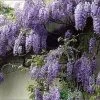 Wisteria Sinensis 'Prolific' Climber 7.5 Ltr Pot (NL) -Garden Care Sale 00004785 a5d783ef 7206 4787 8d92 6f2c74dd9444