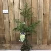 Cryptomeria 'Barabits Gold' Conifer5Ltr Pot (NL) 2 Cryptomeria 'Barabits Gold' Conifer5Ltr Pot (NL) -Garden Care Sale 00005465