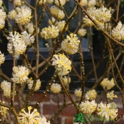 Edgeworthia Chrysantha 7.5Ltr Pot (NL) 5 Edgeworthia Chrysantha 7.5Ltr Pot (NL) -Garden Care Sale 2000000672830