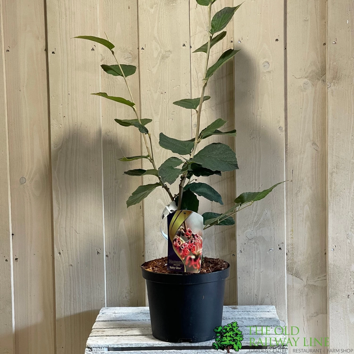 Hamamelis 'Ruby Glow' 5Ltr Pot (NL) 3 Hamamelis 'Ruby Glow' 5Ltr Pot (NL)