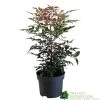 Nandina Domestica 'Obsessed' 2Ltr Pot (NL)