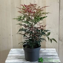 Nandina Domestica 'Obsessed' 2Ltr Pot (NL) -Garden Care Sale 30002508 2