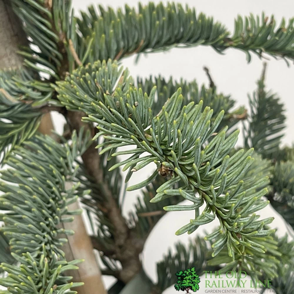 Abies 'Glauca' Noble Fir Conifer 3Ltr Pot (NL) 4 Abies 'Glauca' Noble Fir Conifer 3Ltr Pot (NL) - Image 2
