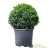 Buxus Ball Topiary Plant 22cm Pot -Garden Care Sale 30167099 b7f09a39 ec25 4308 938a da09aa4eb021