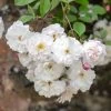 David Austin 'Adelaide D'Orleans' White English Rambling Rose -Garden Care Sale 30169553 36ff3121 f410 4626 9a2e 4e0328bf4912