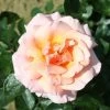 Peach Climbing Rose 'Compassion' 4Ltr Pot -Garden Care Sale 5011622202234