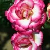 Pink Climbing Rose 'Handel' 4Ltr Pot 2 Pink Climbing Rose 'Handel' 4Ltr Pot -Garden Care Sale 5011622202357