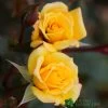 Whartons 'Laura Ford' Yellow Climbing Rose 4Ltr Pot -Garden Care Sale 5011622202395