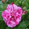 Rosa Gallica 'Versicolor' Rose 4Ltr Pot -Garden Care Sale 5011622203590