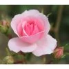 Pink Shrub Rose 'Bonica' 4Ltr Pot -Garden Care Sale 5011622203828
