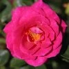 Whartons 'Gloriana' Climbing Rose Plant 4Ltr Pot -Garden Care Sale 5011622207574