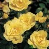 Whartons 'Flower Carpet Gold' Standard Rose 7.5Ltr Pot 2 Whartons 'Flower Carpet Gold' Standard Rose 7.5Ltr Pot -Garden Care Sale 5011622208854