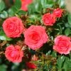 Whartons 'Birthday Wishes' Standard Tree Rose 50cm Stem -Garden Care Sale 5011622211250