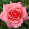 Pink Shrub Rose 'Festive Jewel' 4Ltr Pot -Garden Care Sale 5011622212486