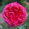 Pink Shrub Rose 'Ivor's Rose' 4Ltr Pot -Garden Care Sale 5011622212974