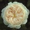 Cream Shrub Rose 'Macmillan Nurse' 4Ltr Pot -Garden Care Sale 5011622212998