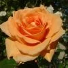 Orange Shrub Rose 'Raymond Carver' 4Ltr Pot 1 Orange Shrub Rose 'Raymond Carver' 4Ltr Pot -Garden Care Sale 5011622213018