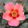 Pink Floribunda Rose 'For Your Eyes Only' 3Ltr Pot -Garden Care Sale 5011622214329