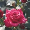 Whartons 'Timeless Charisma' Hybrid Tea Red Bush Rose Plant 3Ltr Pot -Garden Care Sale 5011622214725