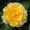Yellow Shrub Rose 'Grosvenor House' 4Ltr Pot 1 Yellow Shrub Rose 'Grosvenor House' 4Ltr Pot -Garden Care Sale 5011622214848