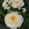 Cream Shrub Rose 'Queens Jubilee' 4Ltr Pot -Garden Care Sale 5011622214855